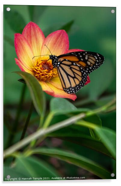 Monarch Butterfly Acrylic by Hannah Temple