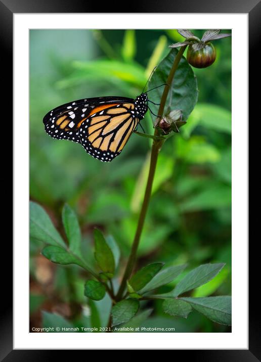 Monarch Butterfly  Framed Mounted Print by Hannah Temple