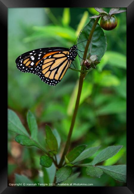 Monarch Butterfly  Framed Print by Hannah Temple