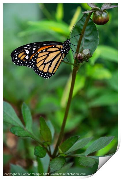 Monarch Butterfly  Print by Hannah Temple