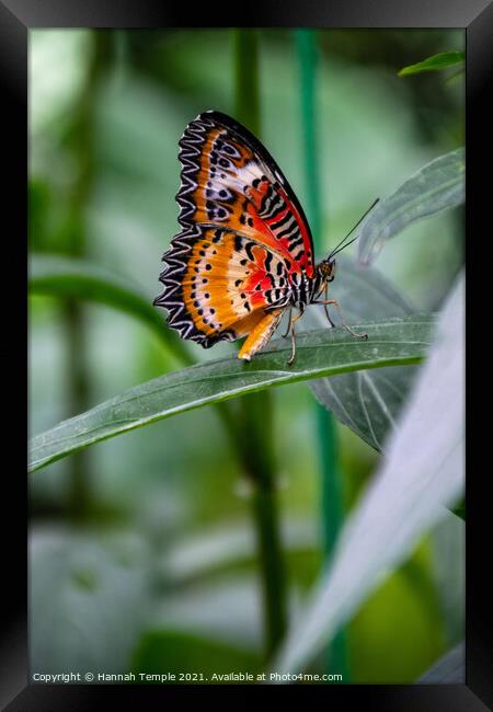 Leopard Lacewing Butterfly Framed Print by Hannah Temple