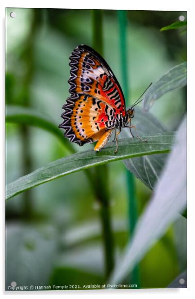 Leopard Lacewing Butterfly Acrylic by Hannah Temple