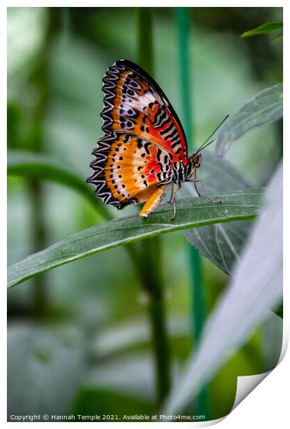 Leopard Lacewing Butterfly Print by Hannah Temple