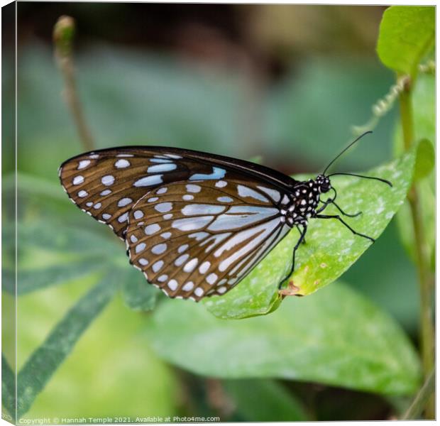 Blue Tiger Butterfly  Canvas Print by Hannah Temple