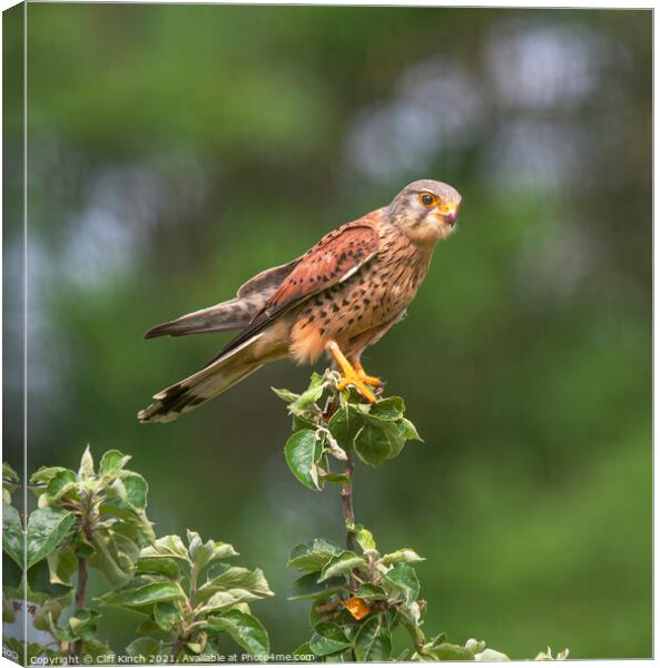 Kestrel perched on a branch Canvas Print by Cliff Kinch