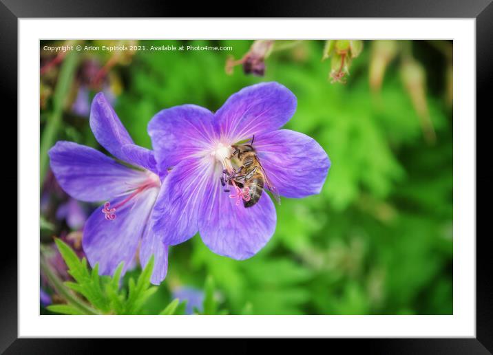 Purple flower nectar  Framed Mounted Print by Arion Espinola