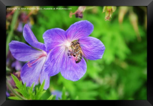 Purple flower nectar  Framed Print by Arion Espinola