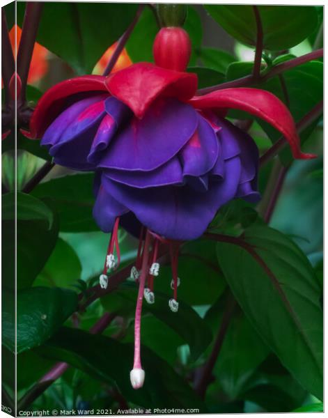 Forget the Past, this is the Fuchsia. Canvas Print by Mark Ward
