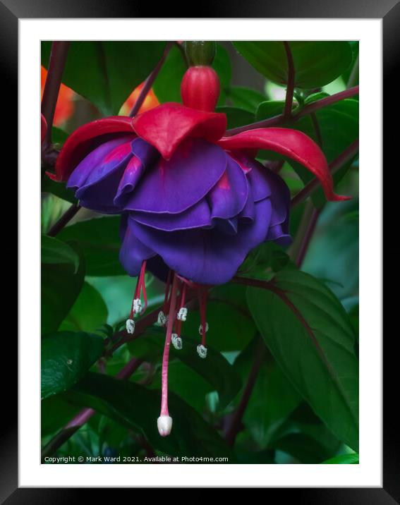 Forget the Past, this is the Fuchsia. Framed Mounted Print by Mark Ward