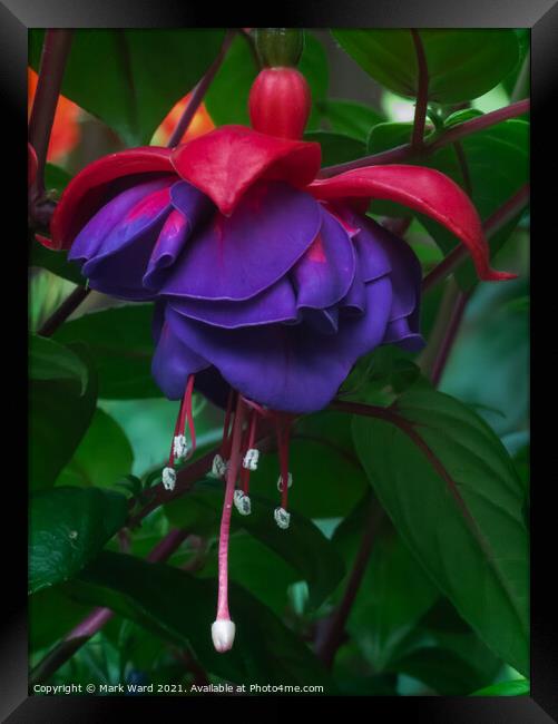 Forget the Past, this is the Fuchsia. Framed Print by Mark Ward
