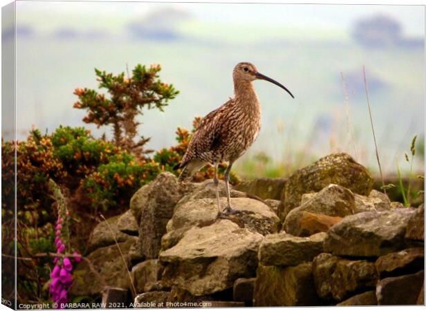 Adult Female Curlew Calling Canvas Print by BARBARA RAW