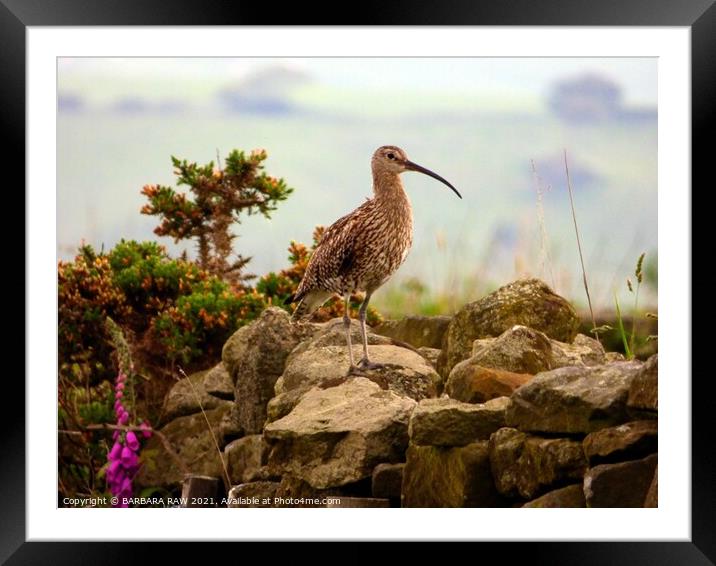 Adult Female Curlew Calling Framed Mounted Print by BARBARA RAW
