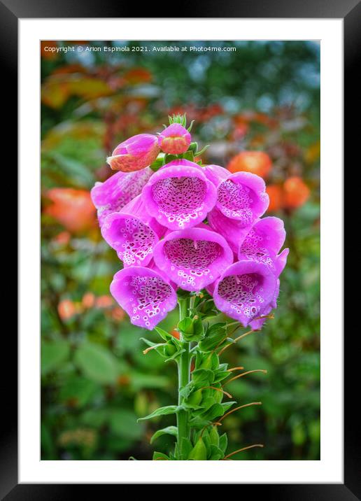 Purple Bell Flowers  Framed Mounted Print by Arion Espinola