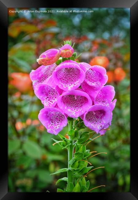 Purple Bell Flowers  Framed Print by Arion Espinola