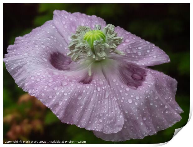 Poppy in the Rain Print by Mark Ward
