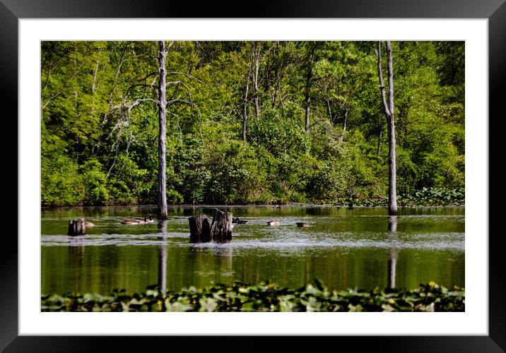 Geese In The Swamp Framed Mounted Print by Dennis Heaven