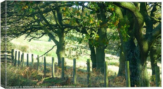 Plant tree Canvas Print by BARBARA RAW