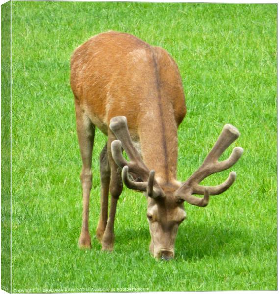 The Grazing Stag  Canvas Print by BARBARA RAW