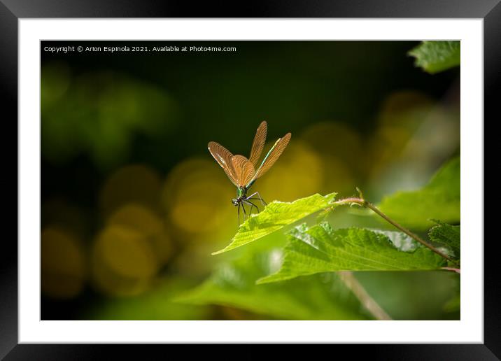 Damselfly at the secret garden  Framed Mounted Print by Arion Espinola