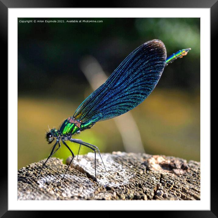 Damselfly Macrophotography Framed Mounted Print by Arion Espinola