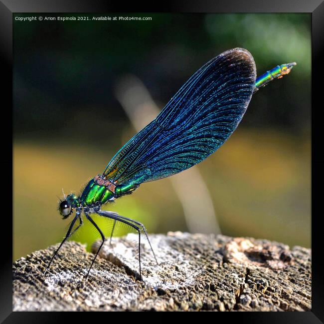 Damselfly Macrophotography Framed Print by Arion Espinola