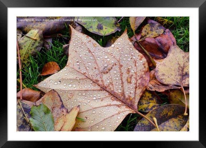 Autumn leaves droplets  Framed Mounted Print by Arion Espinola