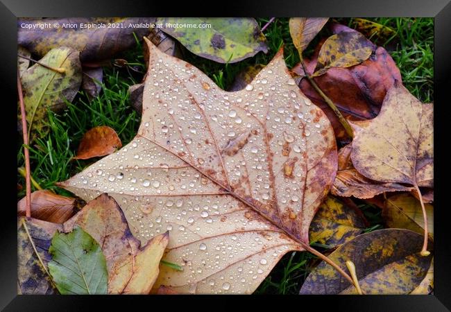 Autumn leaves droplets  Framed Print by Arion Espinola
