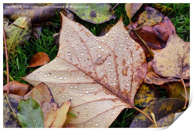 Autumn leaves droplets  Print by Arion Espinola