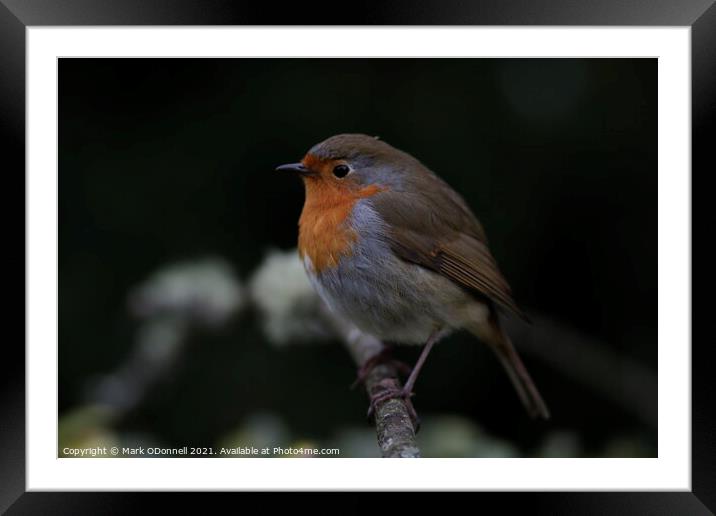 Animal bird Framed Mounted Print by Mark ODonnell