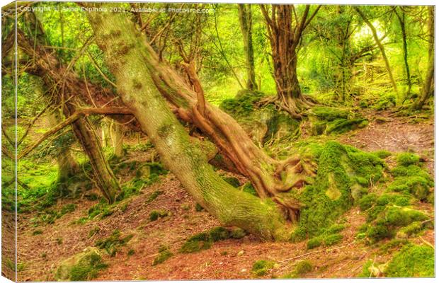 Magic woodland of Bathampton  Canvas Print by Arion Espinola