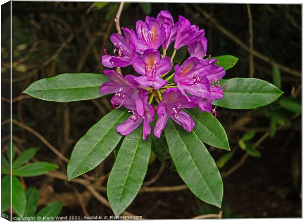 Pink Rhododendron Display in June. Canvas Print by Mark Ward