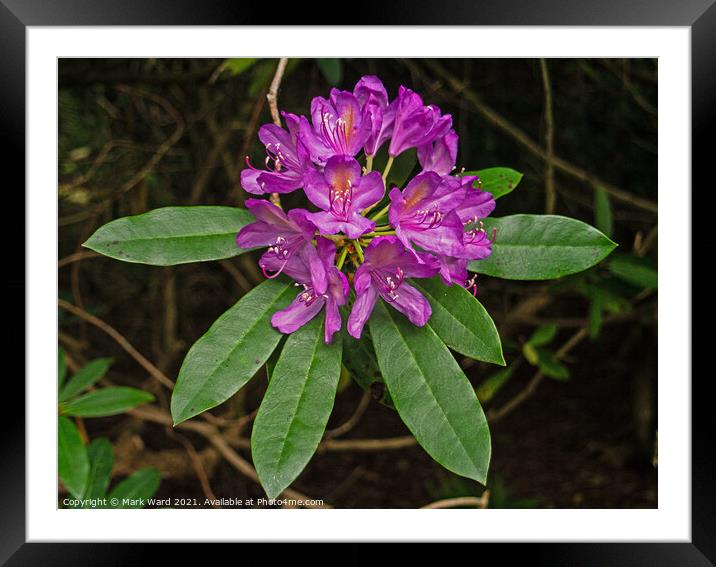Pink Rhododendron Display in June. Framed Mounted Print by Mark Ward