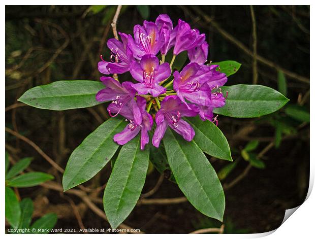 Pink Rhododendron Display in June. Print by Mark Ward