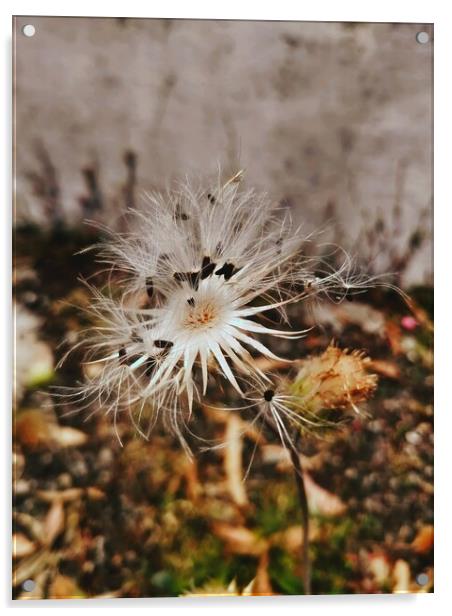 dandelion pod Acrylic by anurag gupta