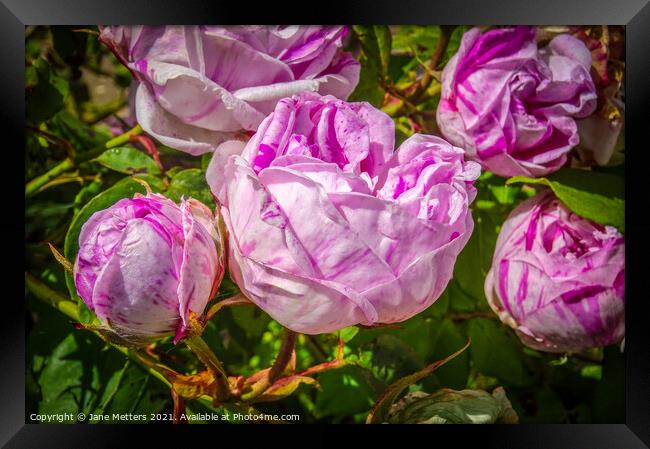 Roses in Bloom  Framed Print by Jane Metters