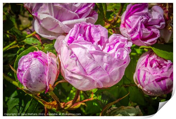 Roses in Bloom  Print by Jane Metters