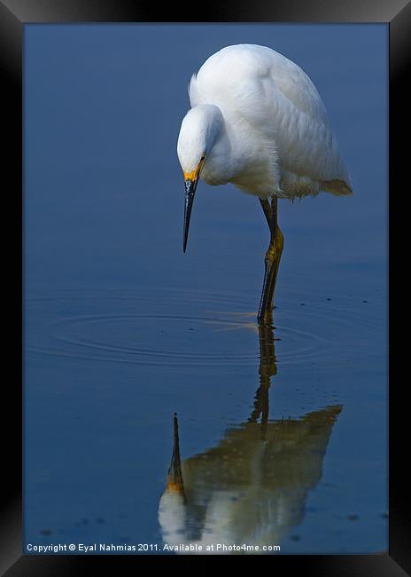 Snowy Egret (Egretta thula) Framed Print by Eyal Nahmias