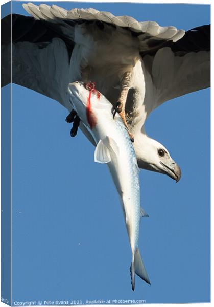 Eagle with prey Canvas Print by Pete Evans