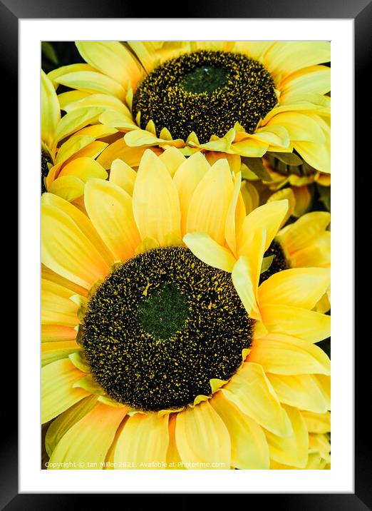 Yellow Flower Framed Mounted Print by Ian Miller