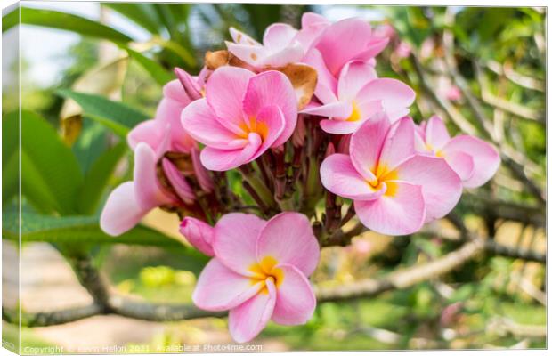  Beautiful pink plumeria flower Canvas Print by Kevin Hellon