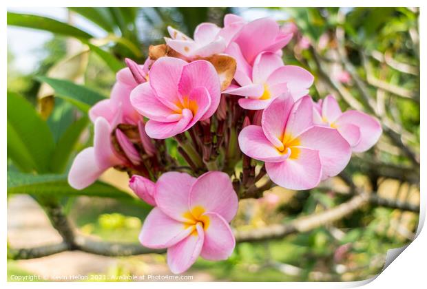  Beautiful pink plumeria flower Print by Kevin Hellon