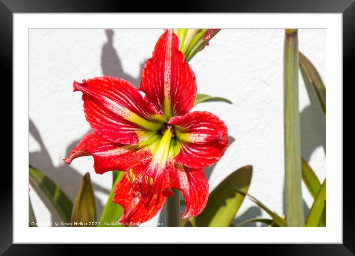 Red Amaryllis flower Framed Mounted Print by Kevin Hellon