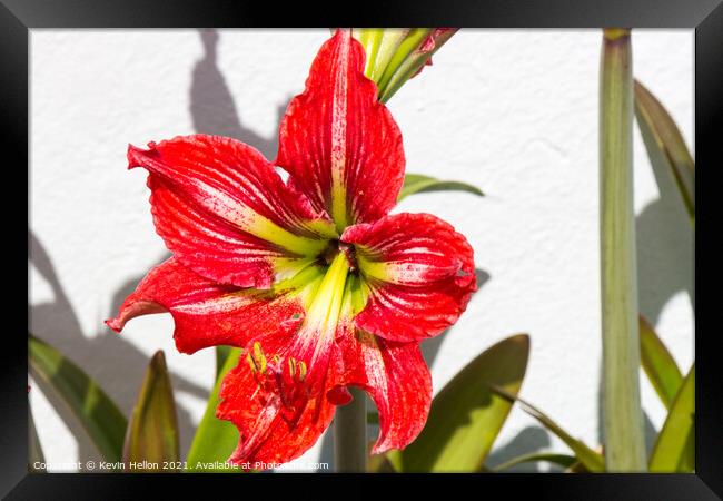 Red Amaryllis flower Framed Print by Kevin Hellon
