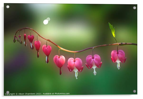 Bleeding Heart Flowers Acrylic by Alison Chambers