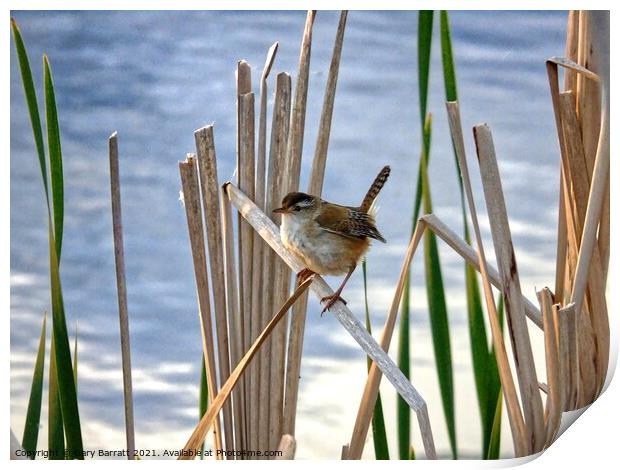 Little Marsh Wren. Print by Gary Barratt