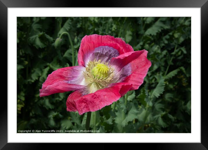 opium poppy Framed Mounted Print by Alan Tunnicliffe