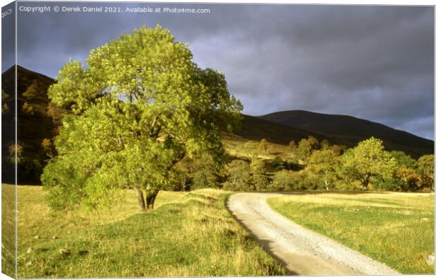 Majestic Autumn Tree in Stormy Scottish Landscape Canvas Print by Derek Daniel