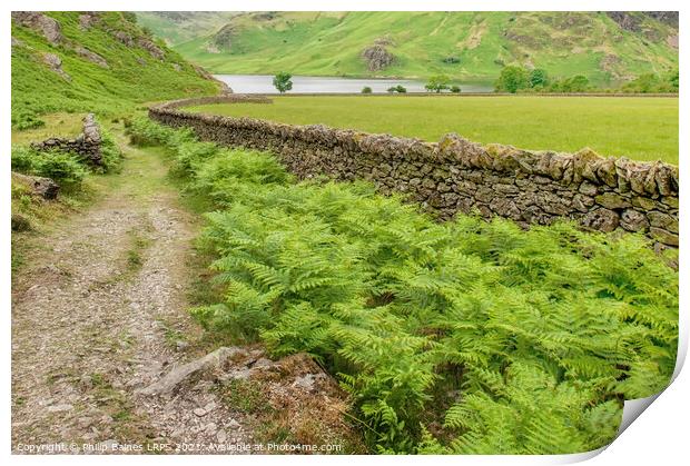 Rannerdale Knotts path to Crummock Water Print by Philip Baines
