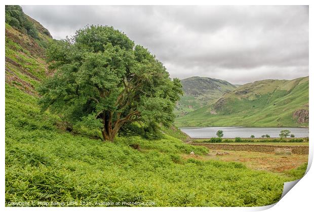 Crummock Water from Rannerdale Knotts Print by Philip Baines