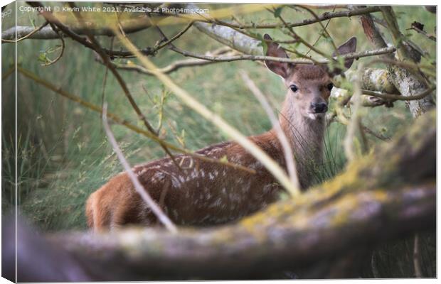 Fawn hiding Canvas Print by Kevin White